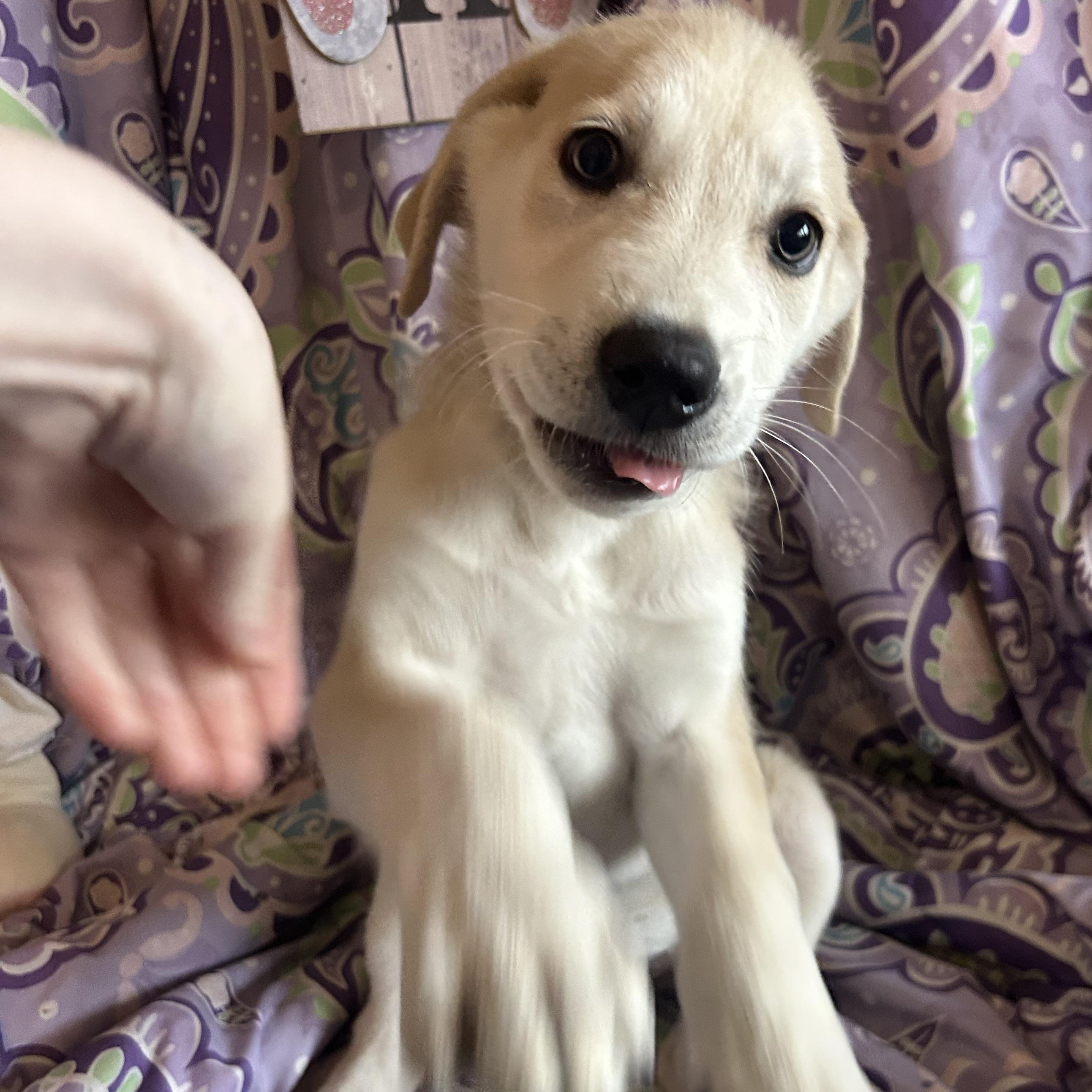 Enlarge Madeline, a Adoptable mixed breed in Madison Heights, MI image 3/5