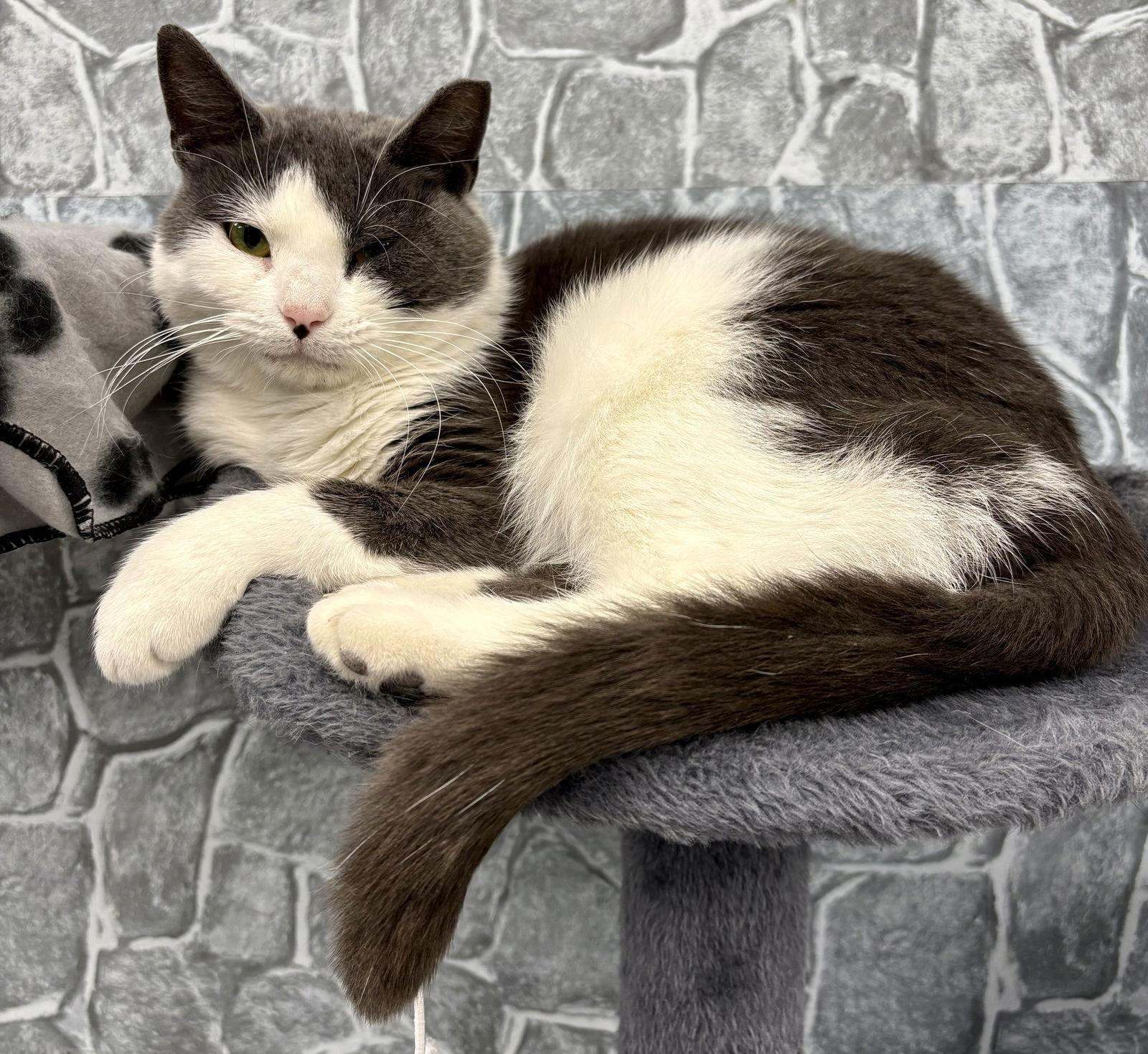 Enlarge Aggie, a Adoptable Domestic Short Hair in Pittsburgh, PA image 1/1