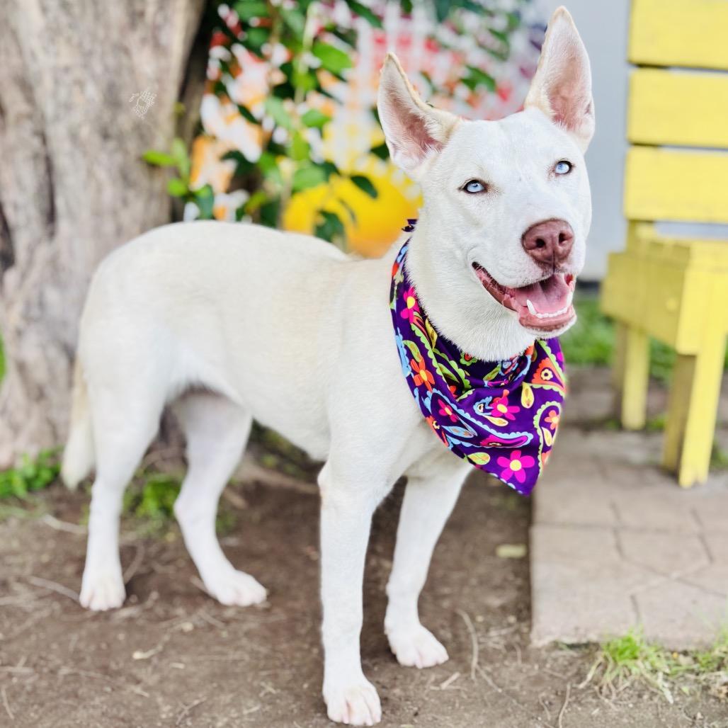 Dutchess 26-05-012, Adoptable, Young Female Husky & Labrador Retriever.