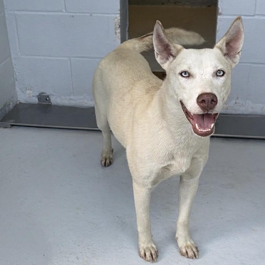 Enlarge Dutchess 26-05-012, a Adoptable mixed breed in Bastrop, TX image 3/6