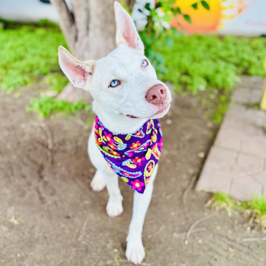 Enlarge Dutchess 26-05-012, a Adoptable mixed breed in Bastrop, TX image 4/6