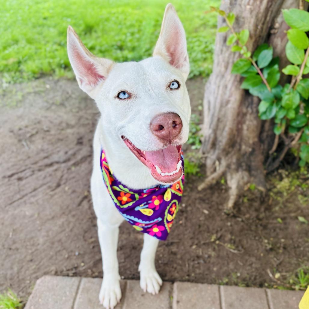 Enlarge Dutchess 26-05-012, a Adoptable mixed breed in Bastrop, TX image 5/6