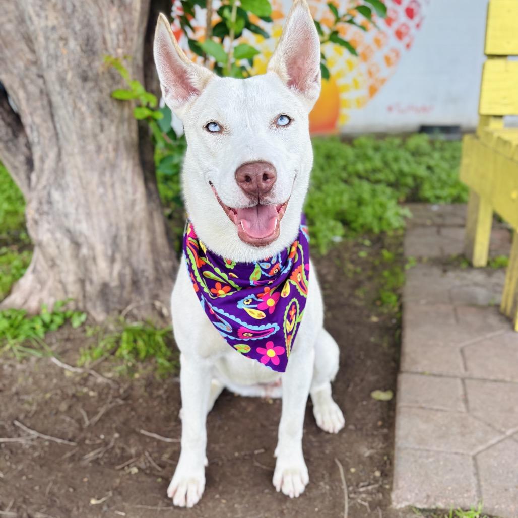 Enlarge Dutchess 26-05-012, a Adoptable mixed breed in Bastrop, TX image 6/6