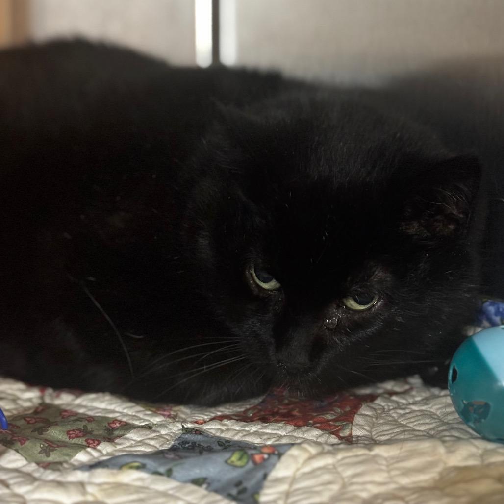 Enlarge Kit-Kat, a Adoptable Domestic Short Hair in Shinnston, WV image 1/2