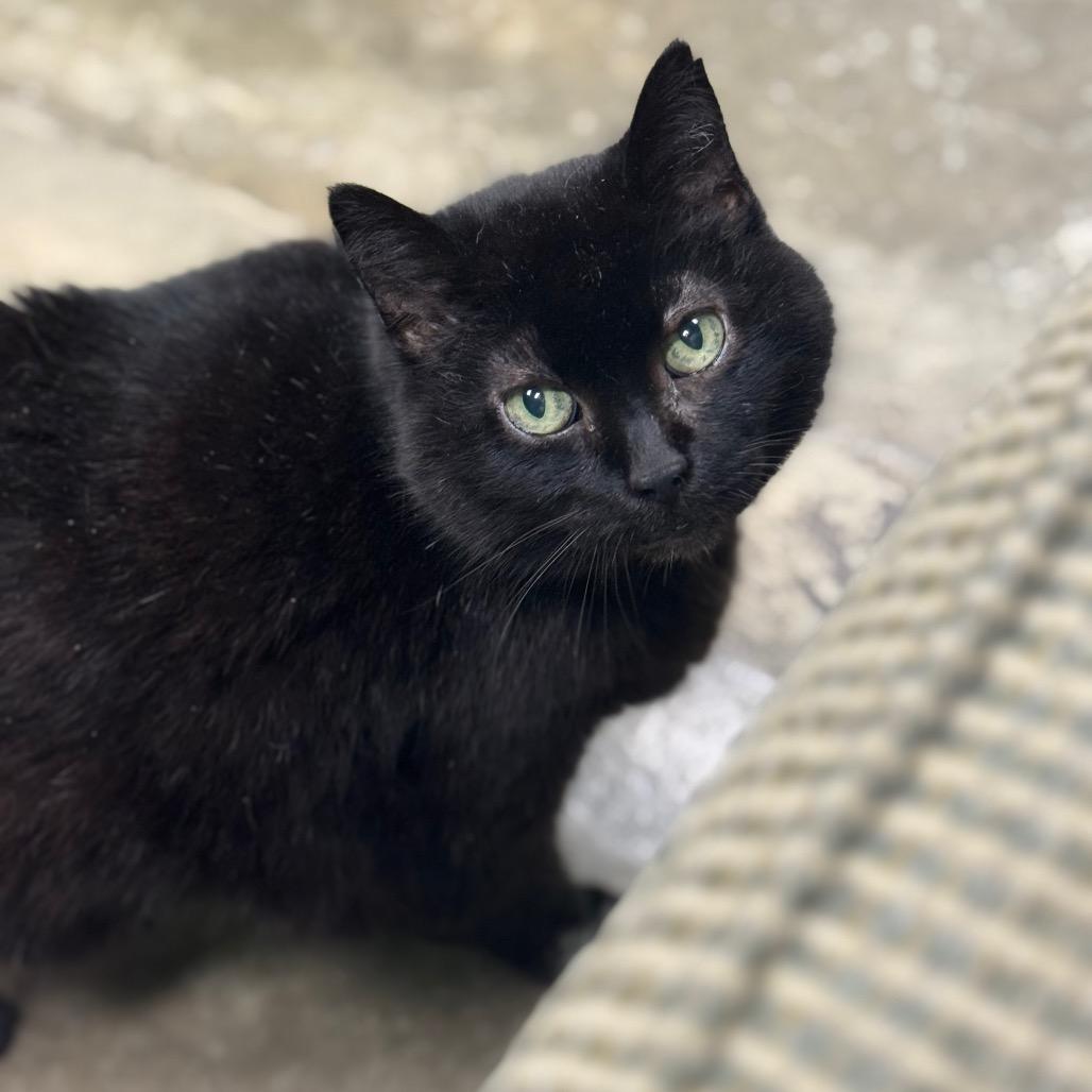 Enlarge Kit-Kat, a Adoptable Domestic Short Hair in Shinnston, WV image 2/2
