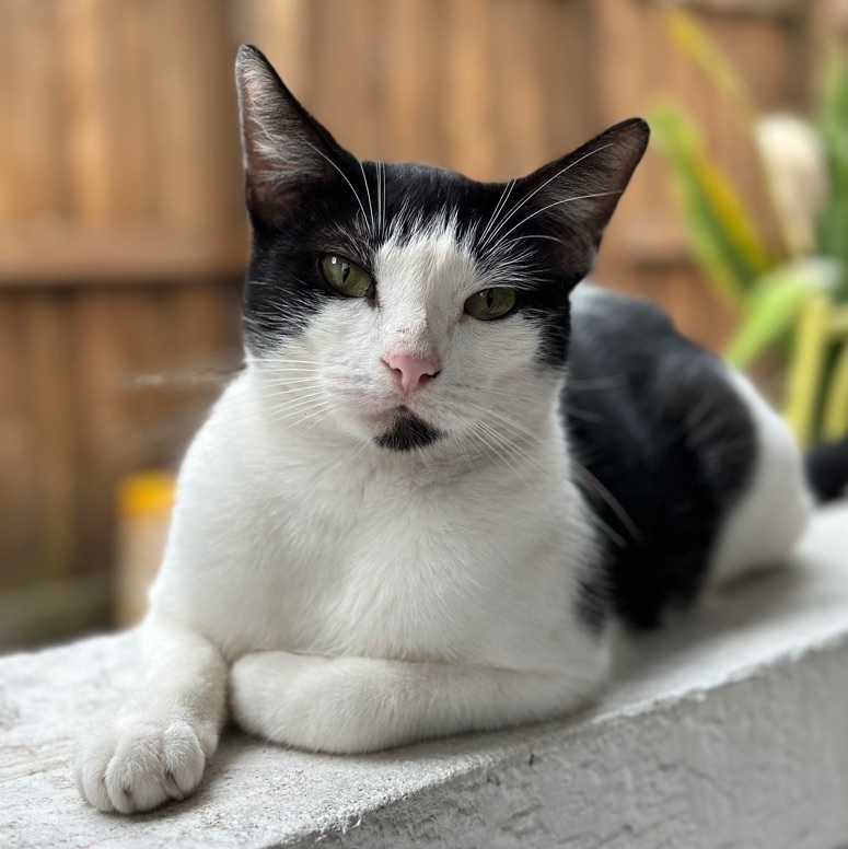 Dice, Adoptable, Adult Male Tuxedo.