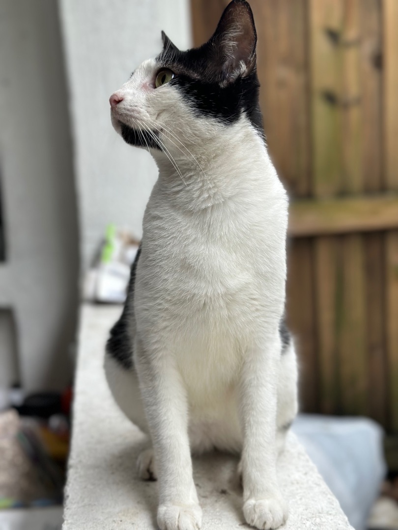 Enlarge Dice, a Adoptable mixed breed in Manchester, NH image 5/6