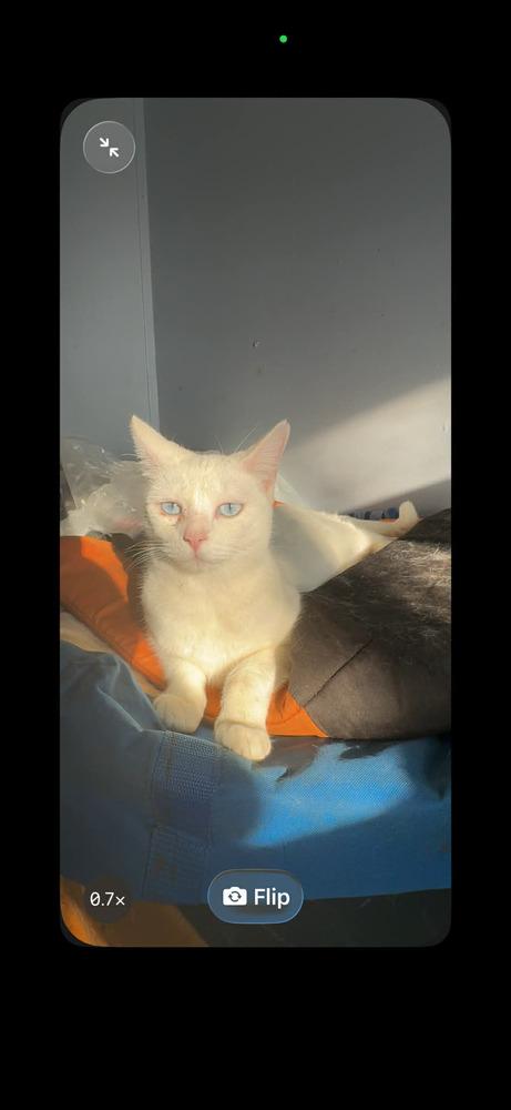 Snowwhite, Adoptable, Adult Female Domestic Short Hair.