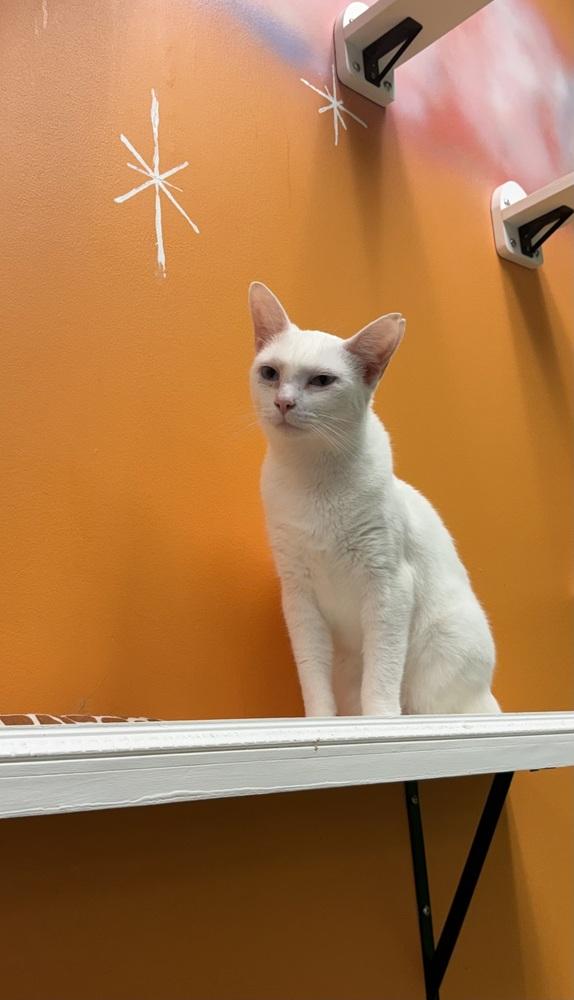 Snowwhite, Adoptable, Adult Female Domestic Short Hair.