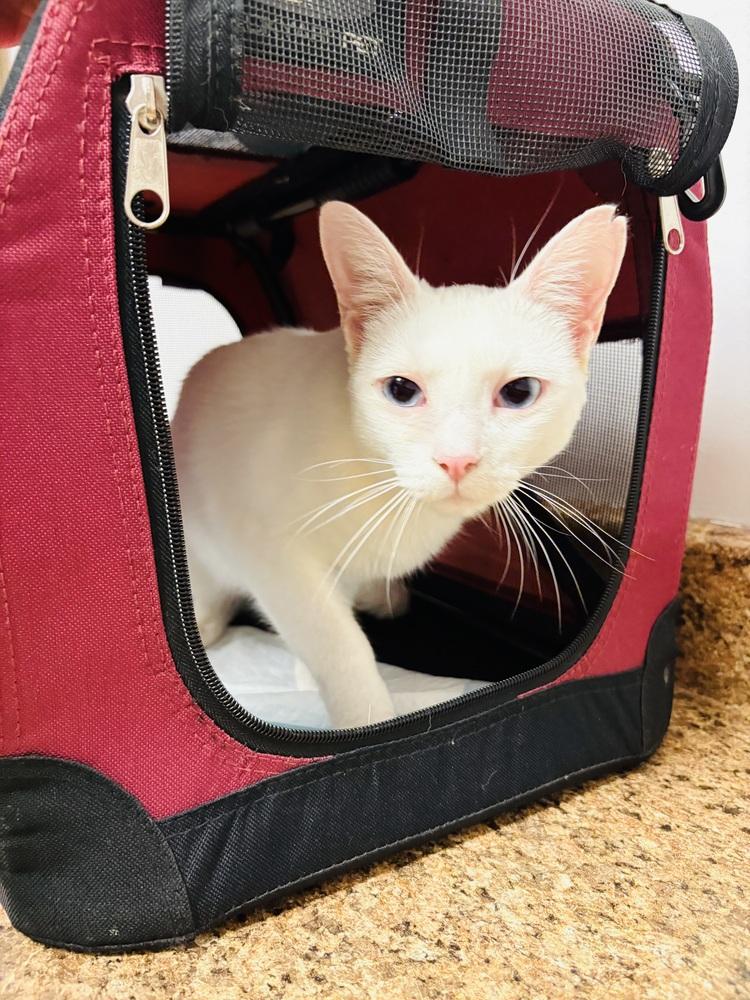 Enlarge Snowwhite, a Adoptable Domestic Short Hair in Harpers Ferry, WV image 2/3