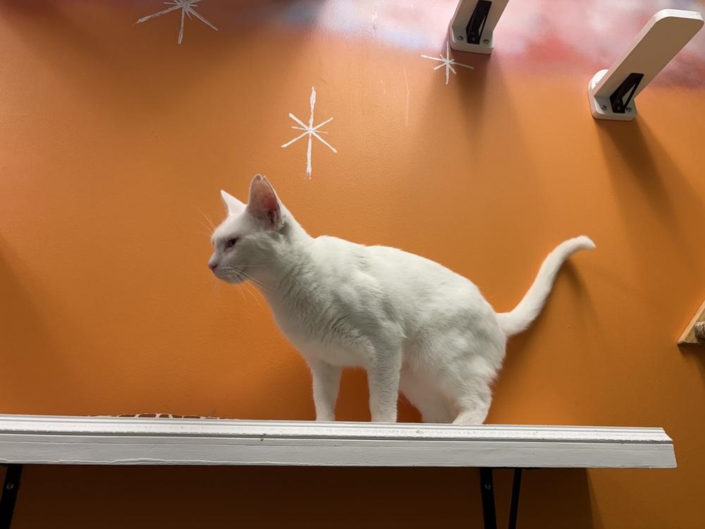 Enlarge Snowwhite, a Adoptable Domestic Short Hair in Harpers Ferry, WV image 3/3