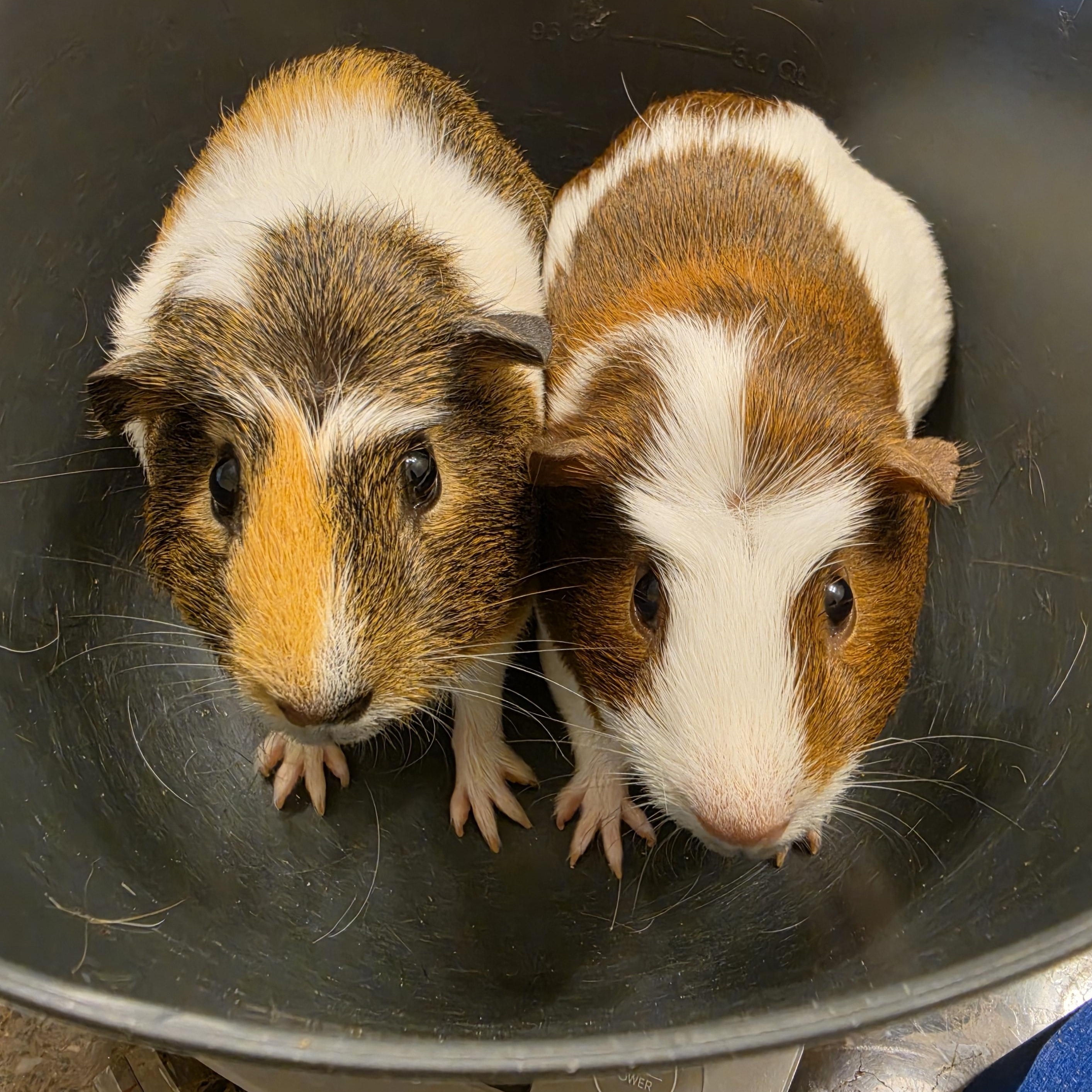 Enlarge Georgia & Frida, a ADOPTABLE Guinea Pig in Walnut Grove, CA image 1/1