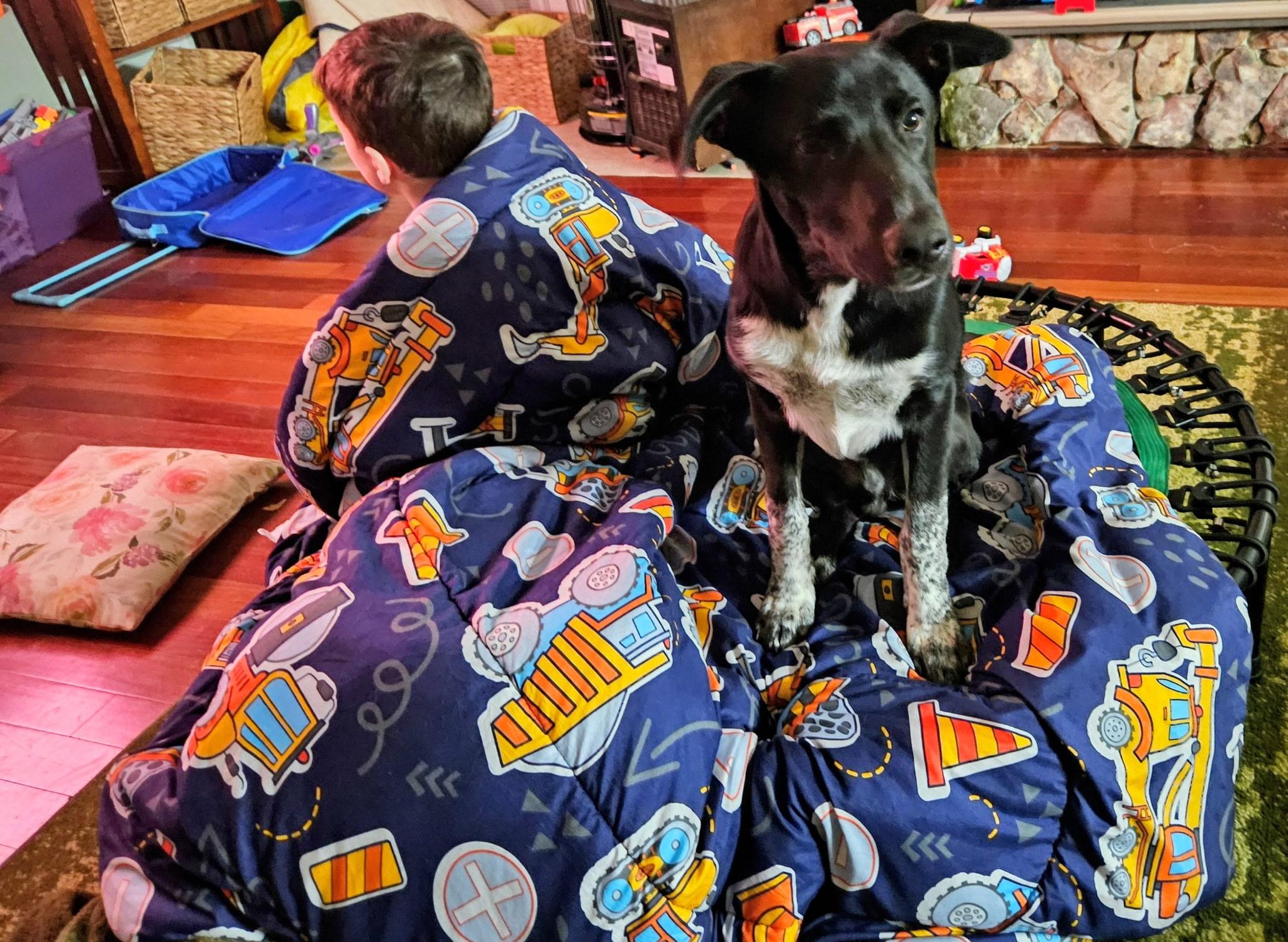 Enlarge Dinosaur, a ADOPTABLE mixed breed in Concord, NC image 4/4