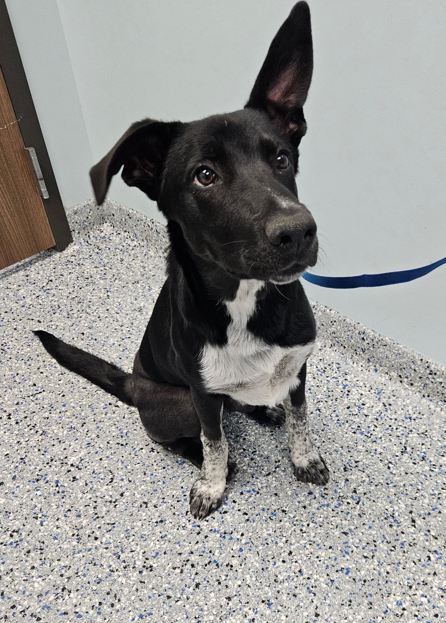 Dinosaur, ADOPTABLE, Puppy Male German Shepherd Dog & Great Pyrenees.