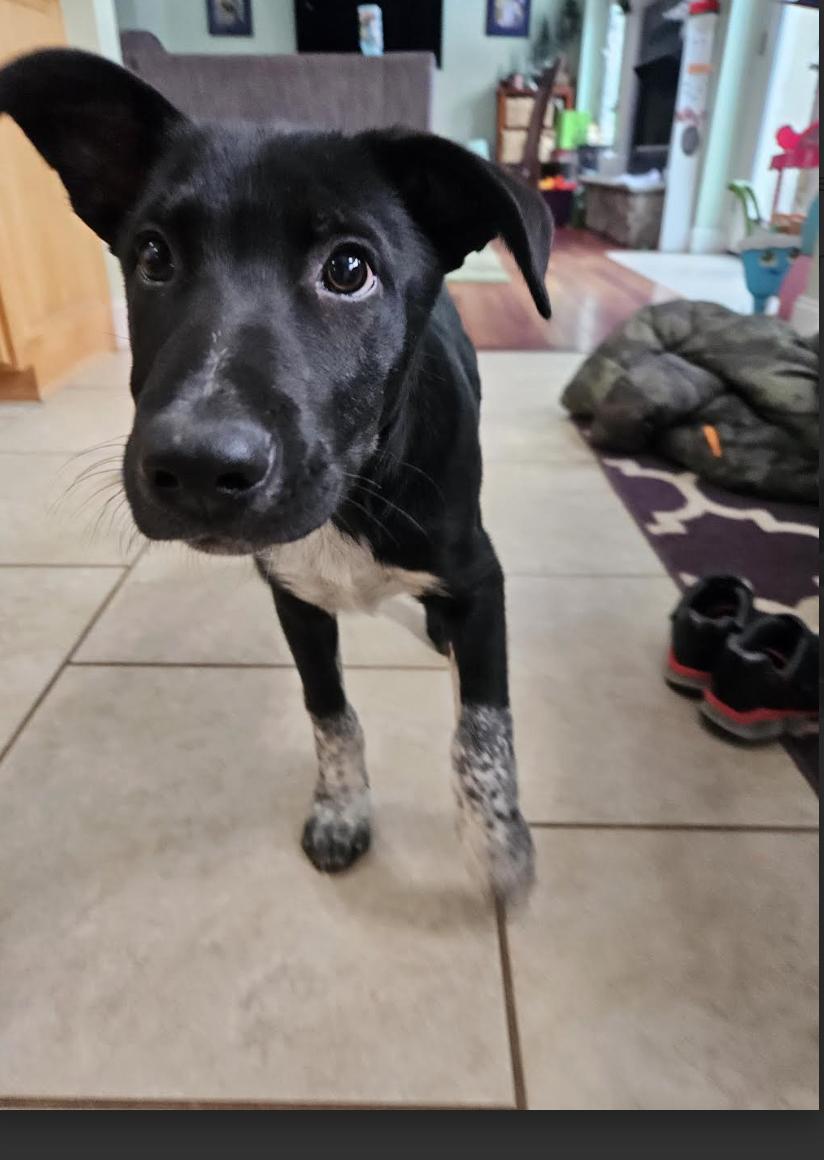 Enlarge Dinosaur, a ADOPTABLE mixed breed in Concord, NC image 3/3