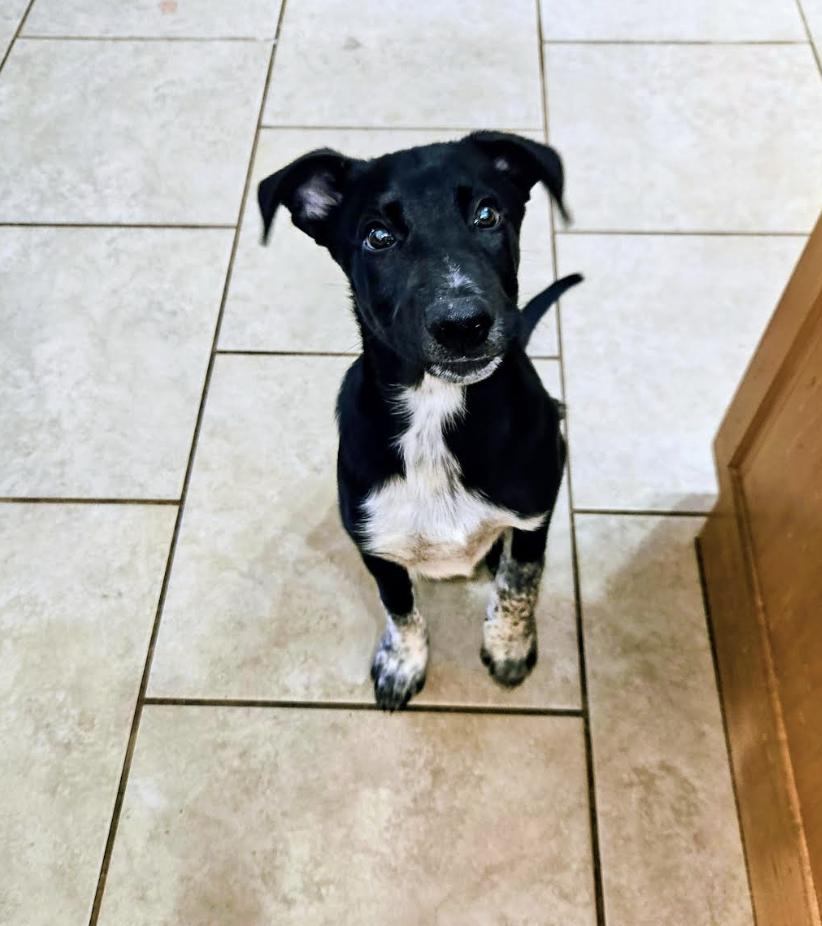 Dinosaur, ADOPTABLE, Puppy Male German Shepherd Dog & Great Pyrenees.