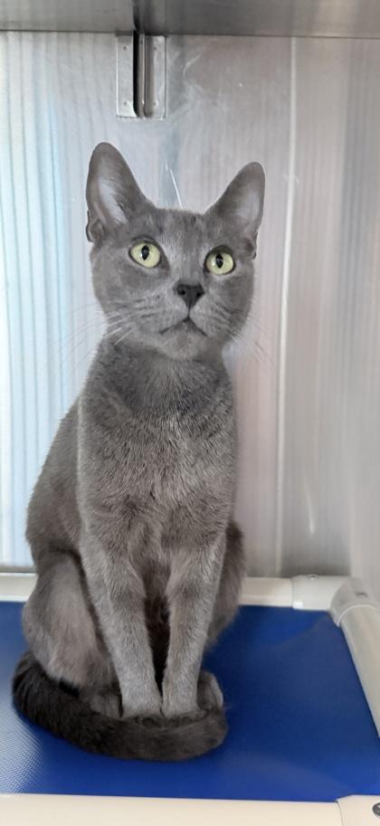 Enlarge Ladybug, a Adoptable mixed breed in Venice, FL image 1/3