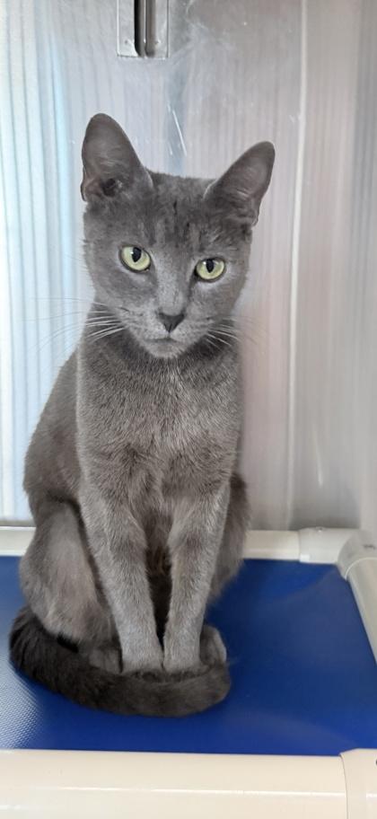 Enlarge Ladybug, a Adoptable mixed breed in Venice, FL image 2/3