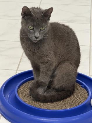 Enlarge Ladybug, a Adoptable mixed breed in Venice, FL image 3/3