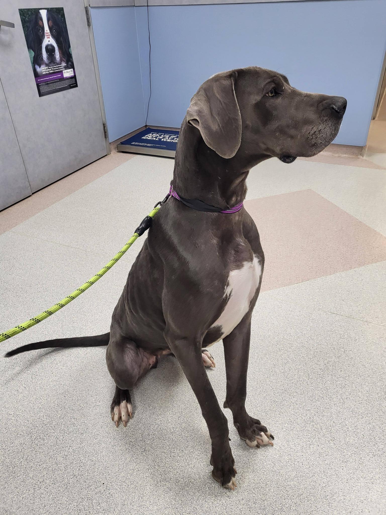 Enlarge Zara, a ADOPTABLE Great Dane in Salisbury, NC image 1/4