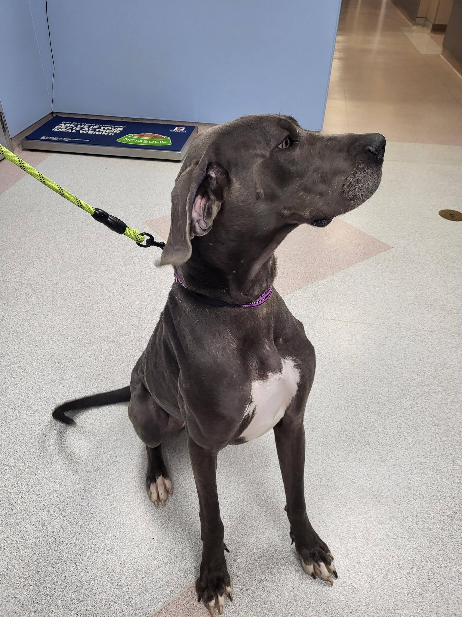 Enlarge Zara, a ADOPTABLE Great Dane in Salisbury, NC image 4/4