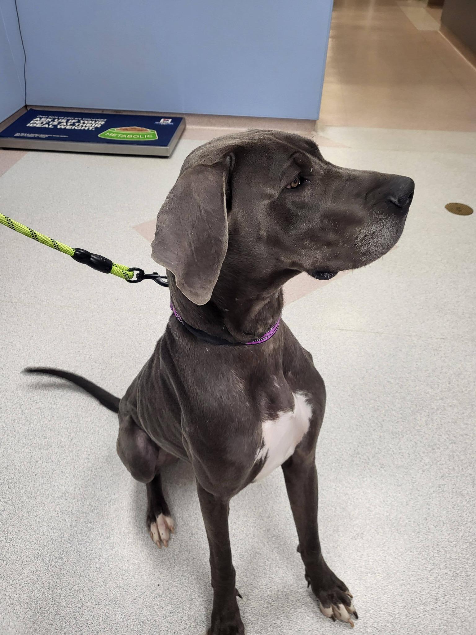 Enlarge Zara, a ADOPTABLE Great Dane in Salisbury, NC image 2/4