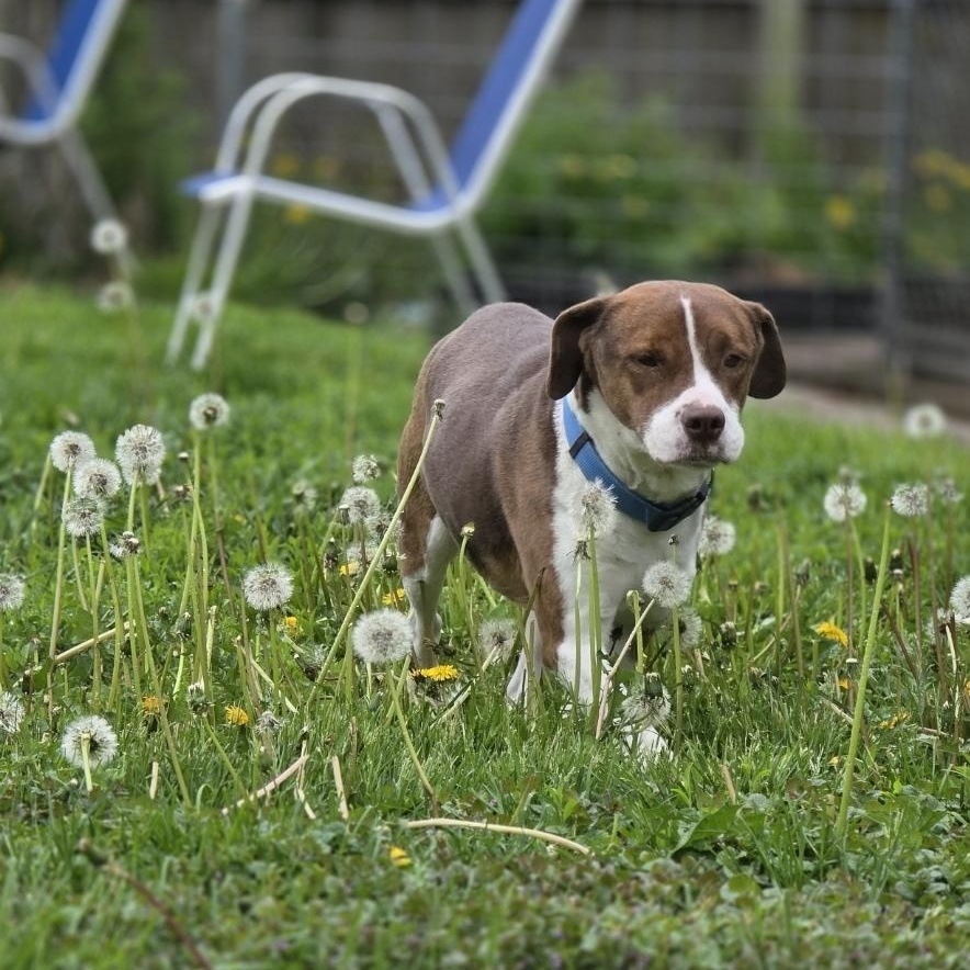 Enlarge Cameron, a Adoptable mixed breed in Lincoln, NE image 3/6