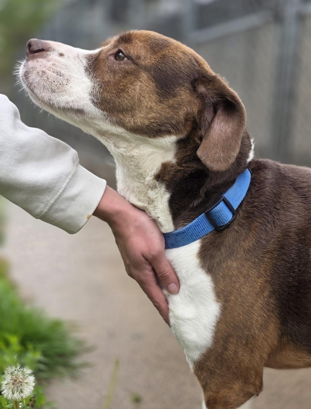Enlarge Cameron, a Adoptable mixed breed in Lincoln, NE image 5/6