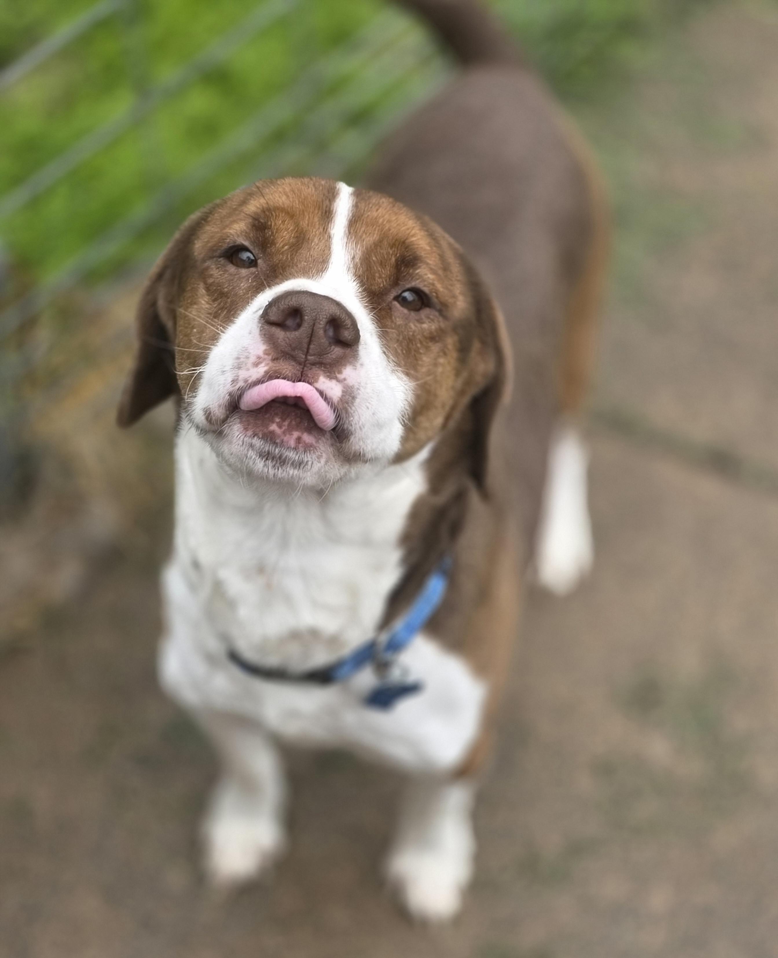 Cameron, Adoptable, Adult Male Spaniel.