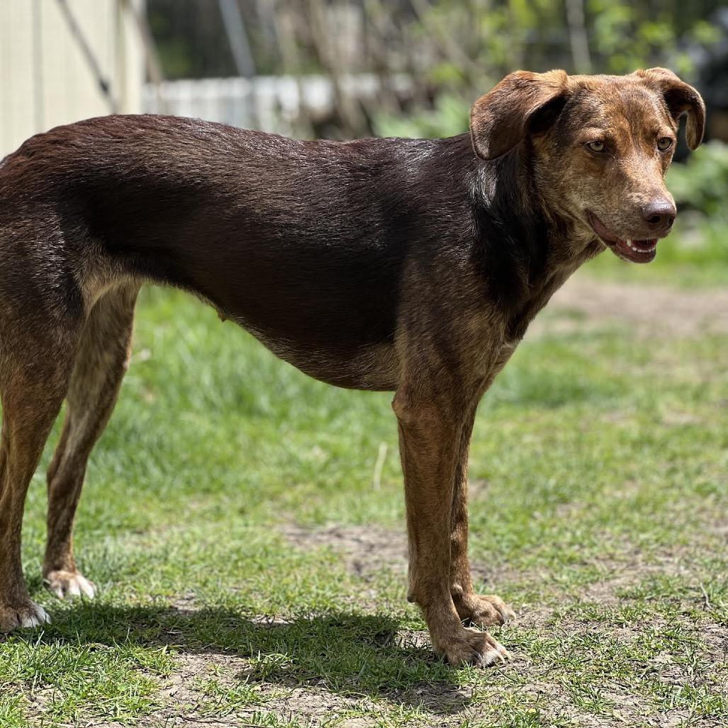 Anna, Adoptable, Adult Female Retriever & Hound.