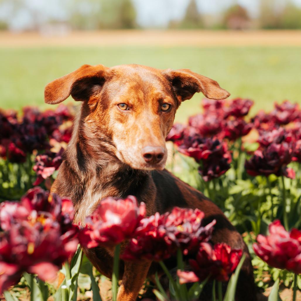 Enlarge Anna, a Adoptable mixed breed in Northbrook, IL image 2/6