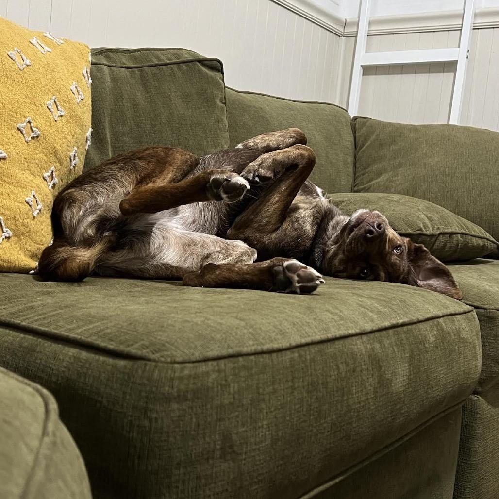 Enlarge Anna, a Adoptable mixed breed in Northbrook, IL image 3/6