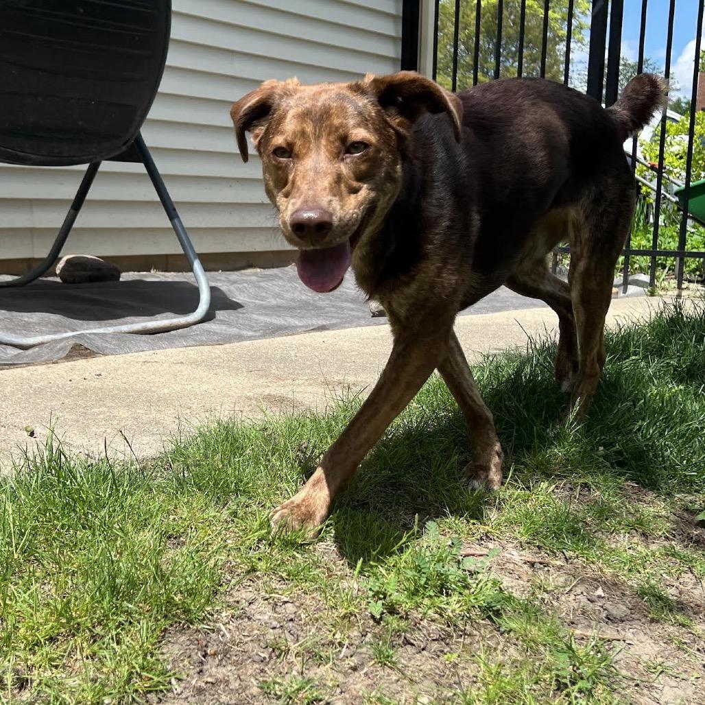 Enlarge Anna, a Adoptable mixed breed in Northbrook, IL image 4/6
