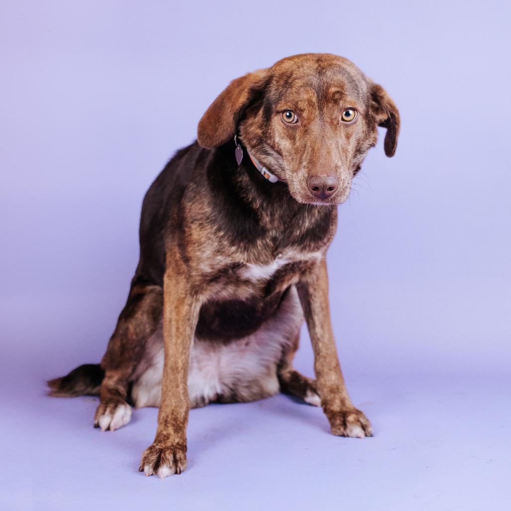 Enlarge Anna, a Adoptable mixed breed in Northbrook, IL image 5/6