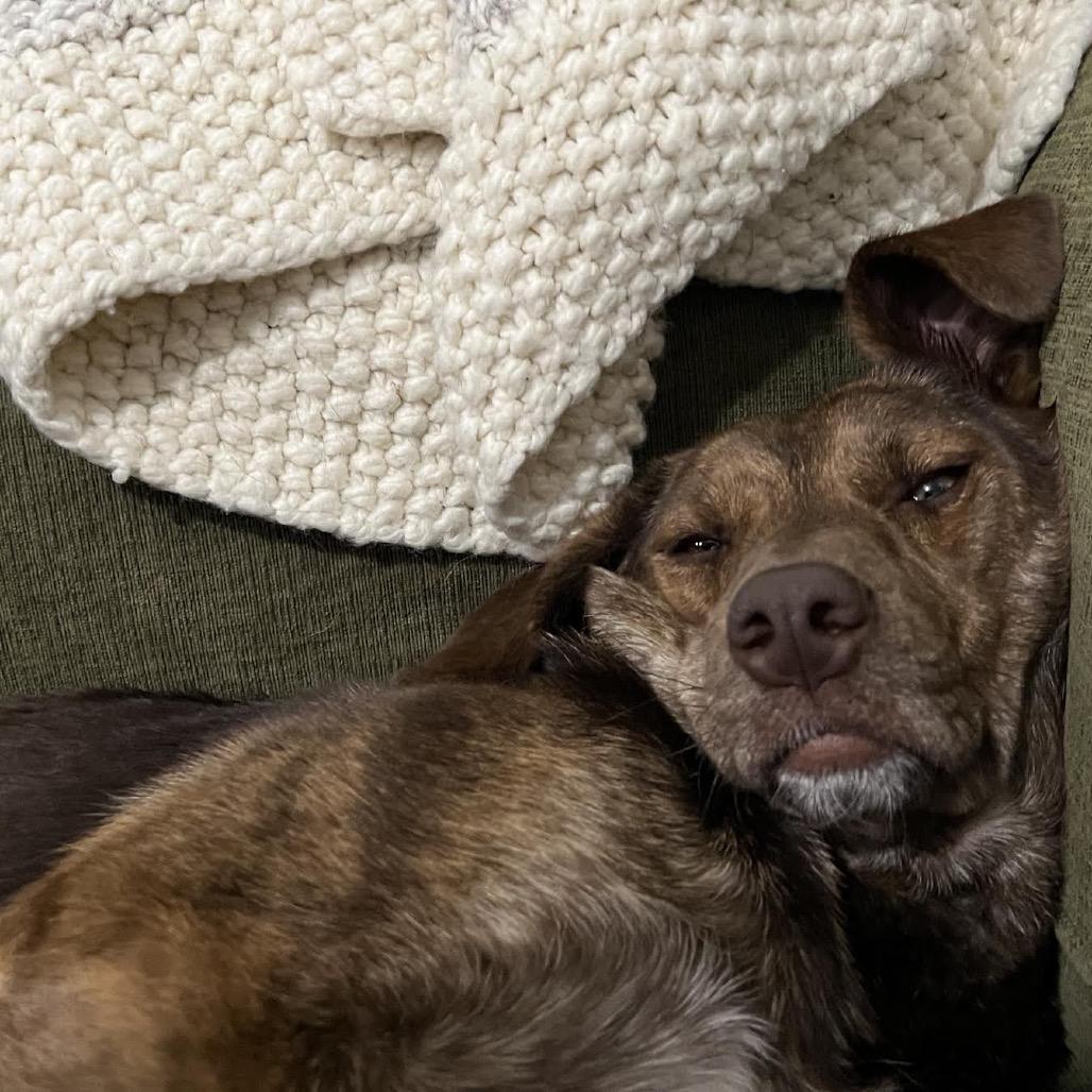 Enlarge Anna, a Adoptable mixed breed in Northbrook, IL image 6/6