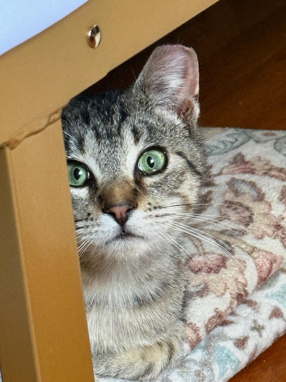 Scout, ADOPTABLE, Young Male Domestic Short Hair.