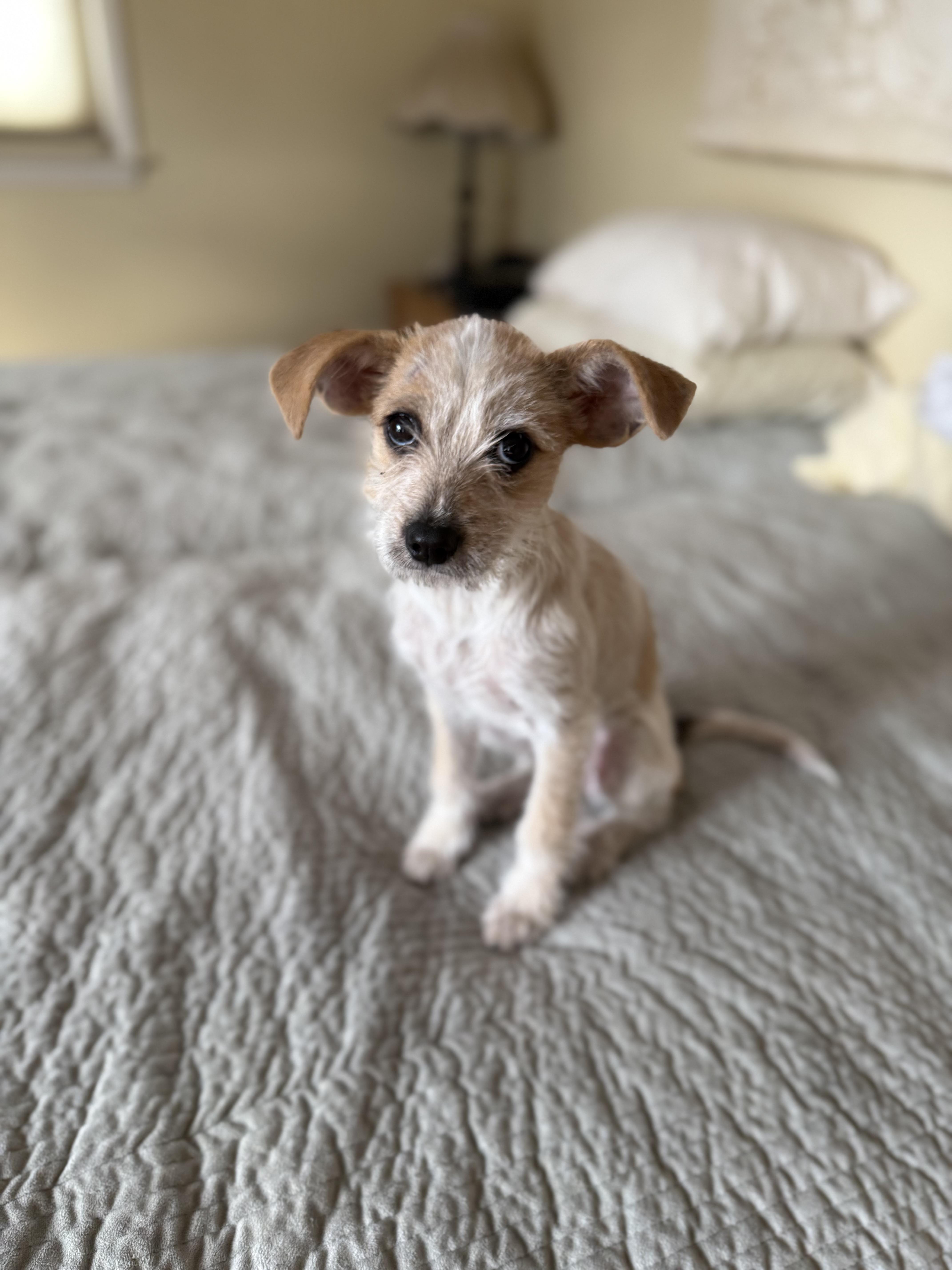 Enlarge Vera, an adopted mixed breed in Nanuet, NY image 2/6