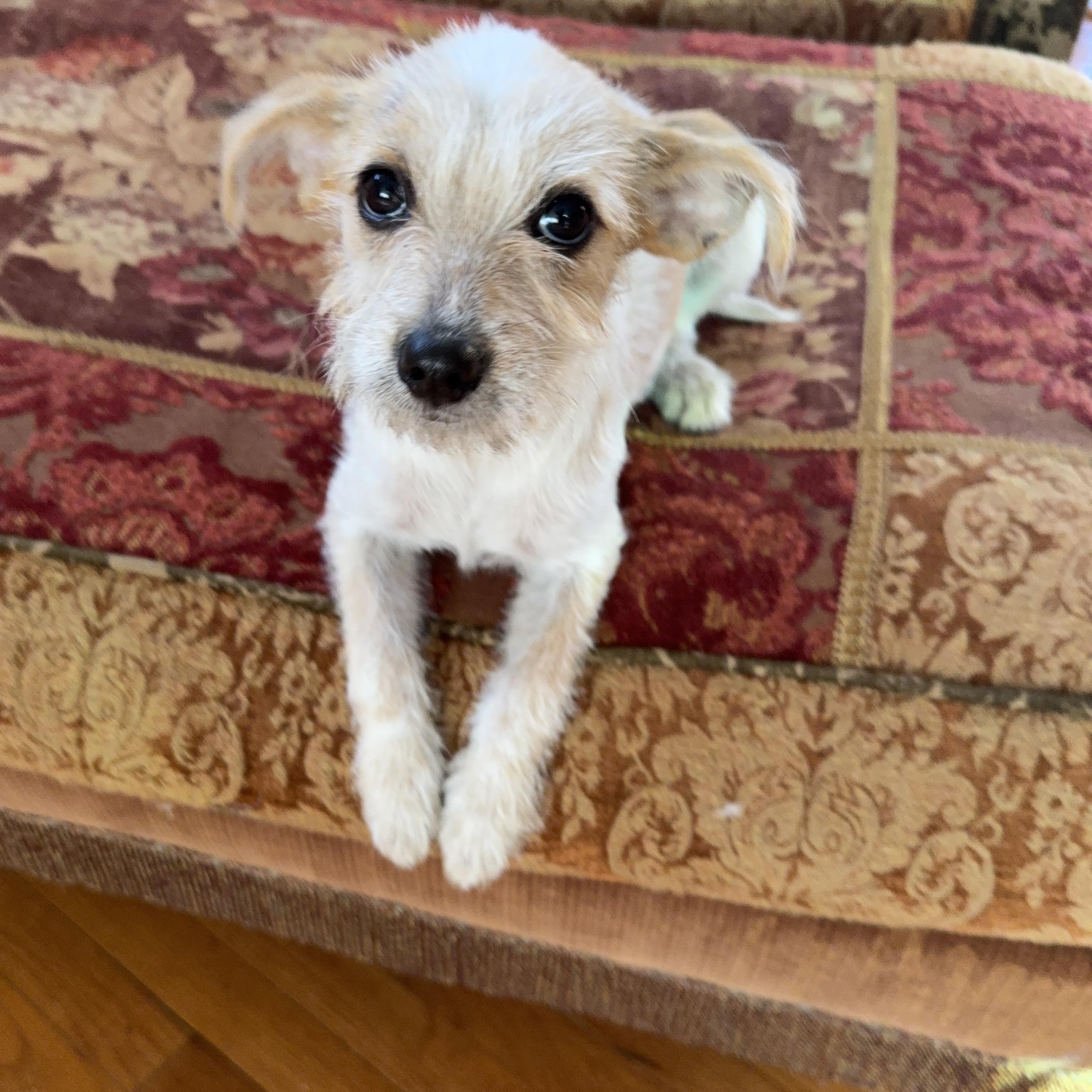 Enlarge Vera, an adopted mixed breed in Nanuet, NY image 3/6