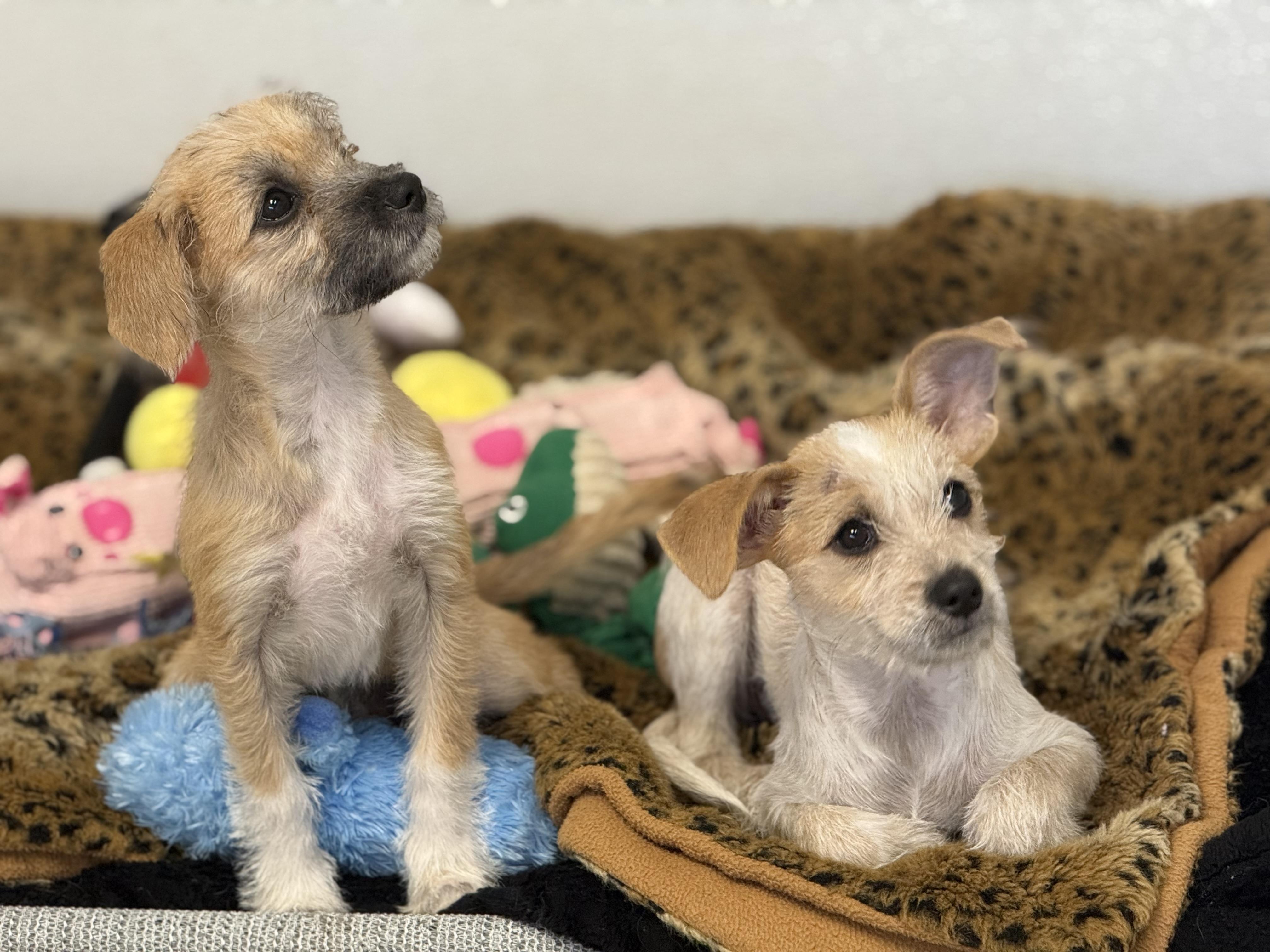 Enlarge Vera, an adopted mixed breed in Nanuet, NY image 4/6