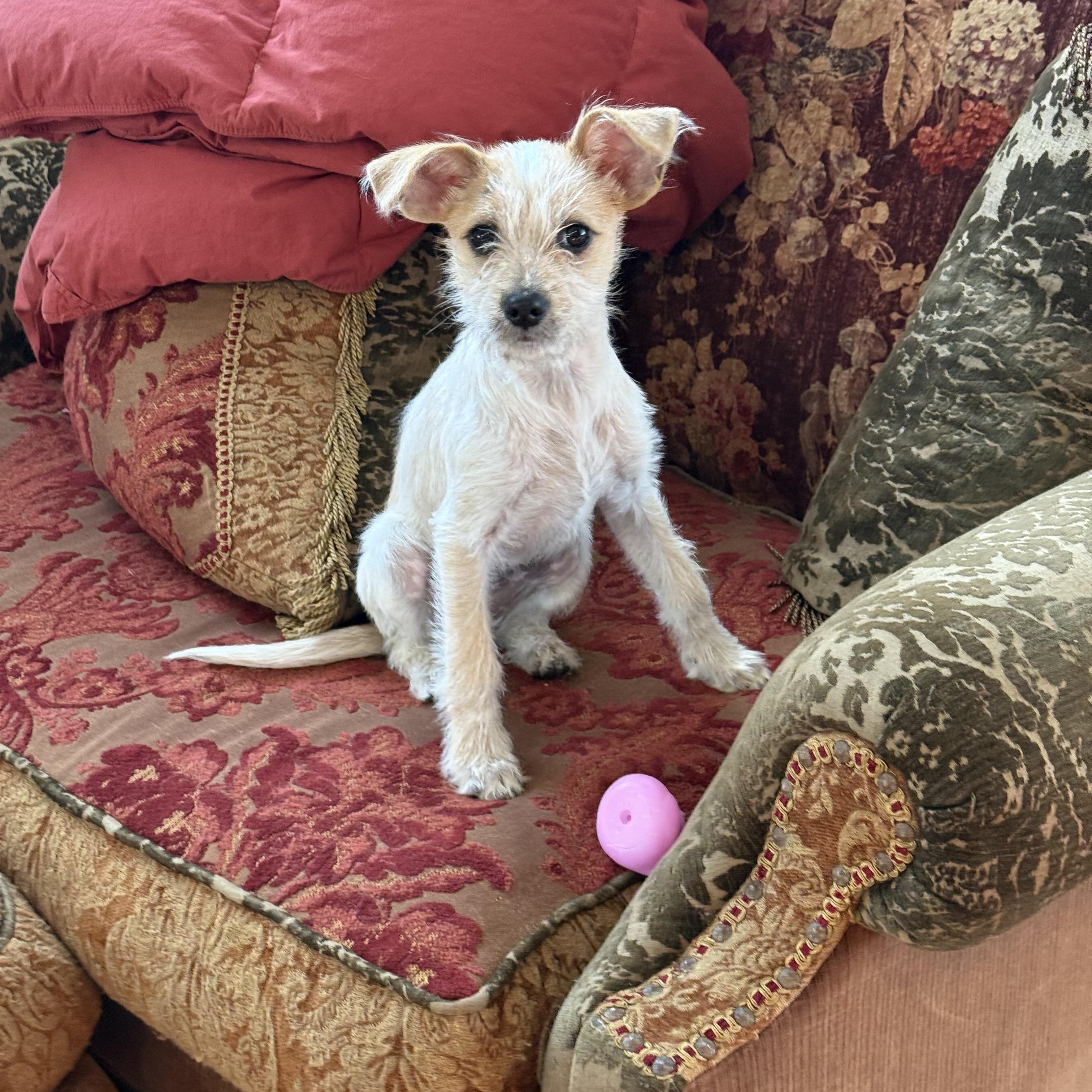 Enlarge Vera, an adopted mixed breed in Nanuet, NY image 1/6