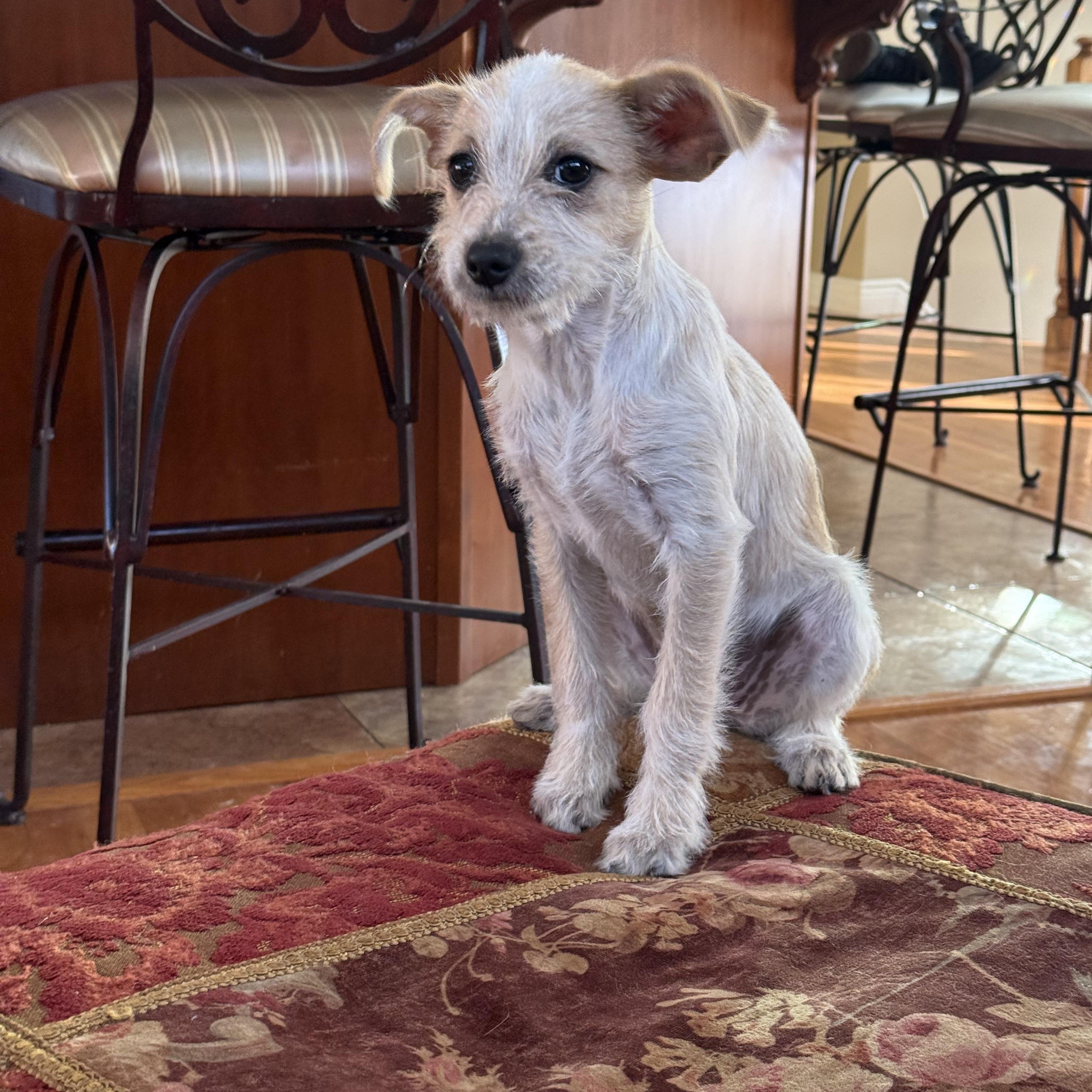 Enlarge Vera, an adopted mixed breed in Nanuet, NY image 6/6