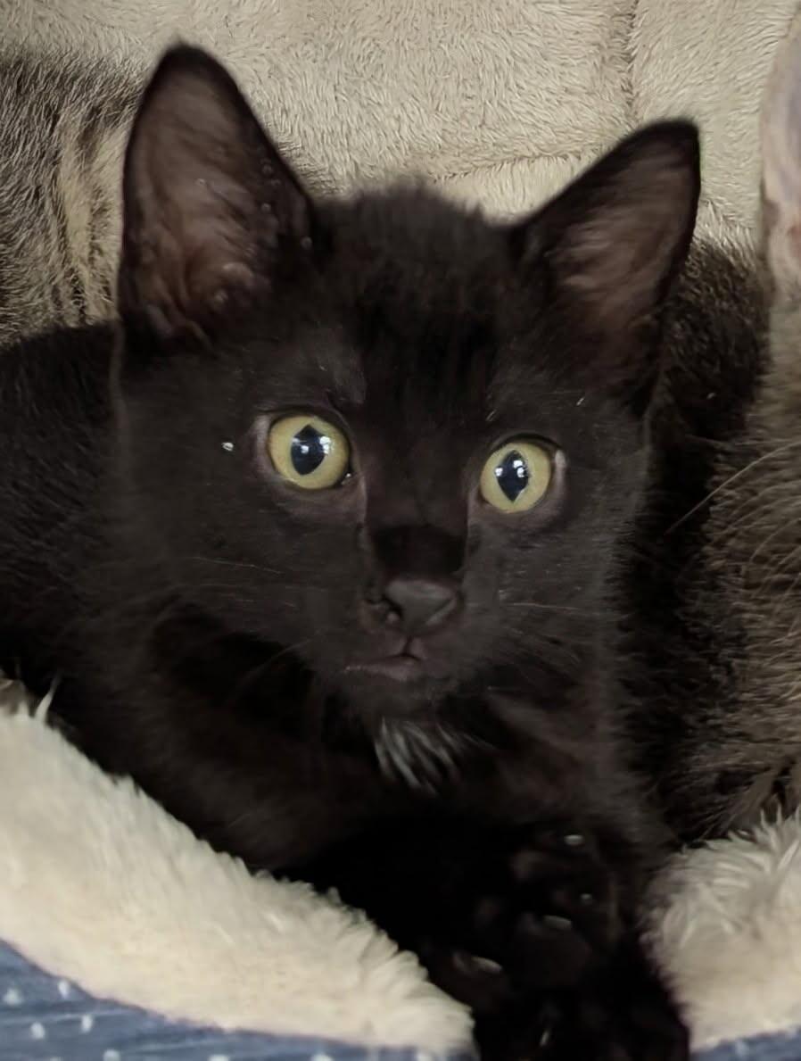 Onyx, Adoptable, Young Male Domestic Short Hair.