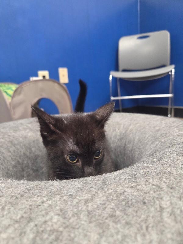 Enlarge Onyx, a Adoptable Domestic Short Hair in Yankton, SD image 2/5