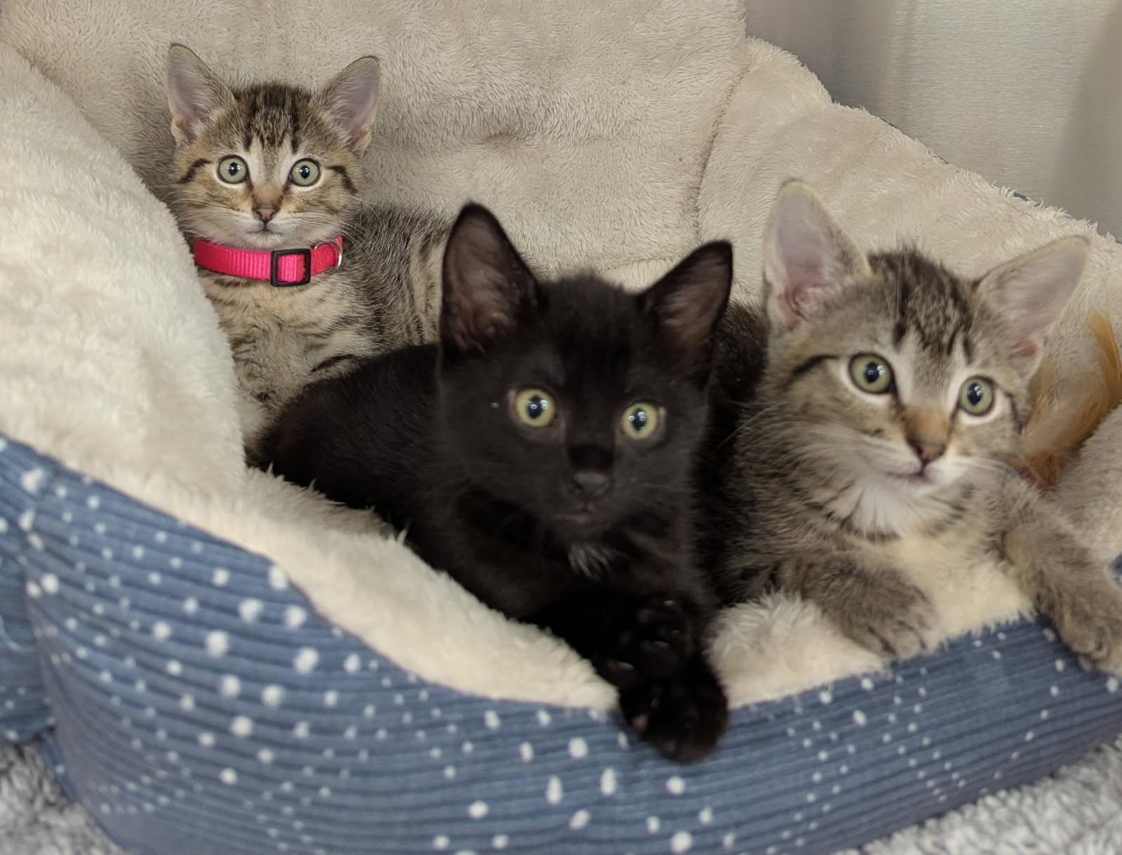Enlarge Onyx, a Adoptable Domestic Short Hair in Yankton, SD image 3/5