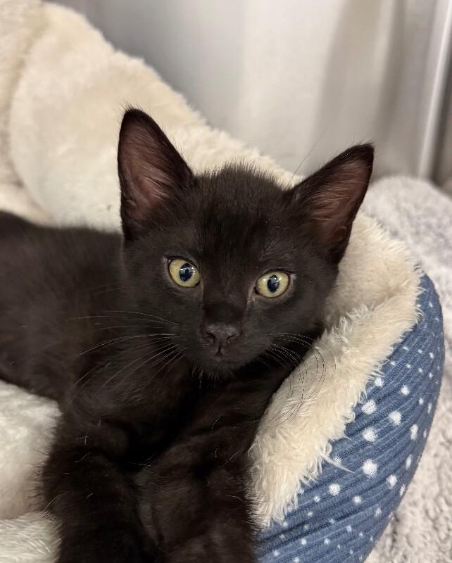 Enlarge Onyx, a Adoptable Domestic Short Hair in Yankton, SD image 4/5