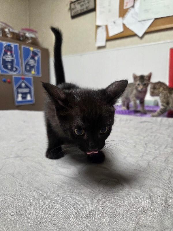 Enlarge Onyx, a Adoptable Domestic Short Hair in Yankton, SD image 5/5