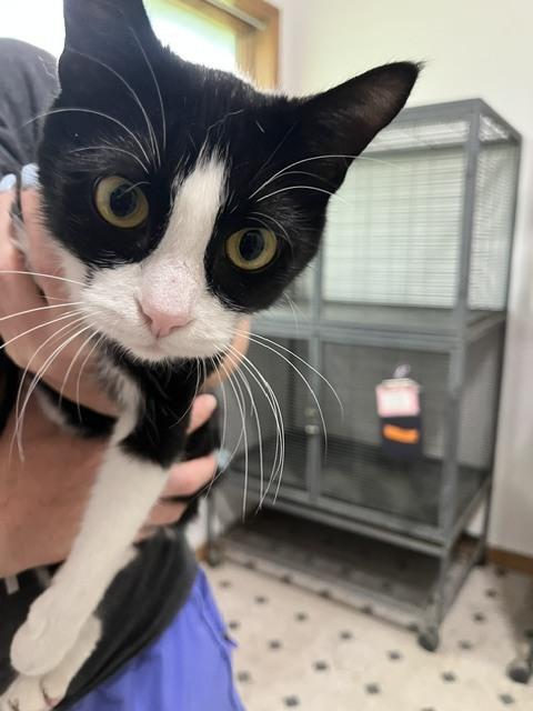 Enlarge Violet / 3 of 3, a Adoptable Domestic Short Hair in Anoka, MN image 1/1
