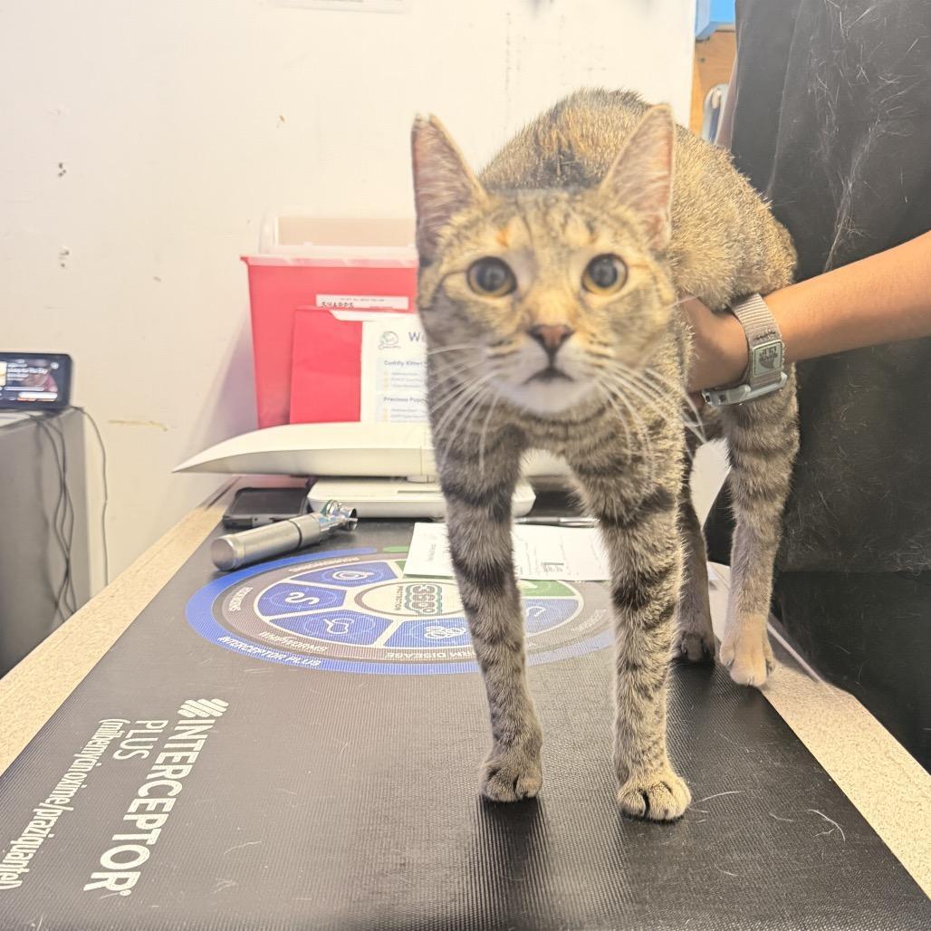 Enlarge Pebbles, a Adoptable Domestic Short Hair in Wahiawa, HI image 1/1
