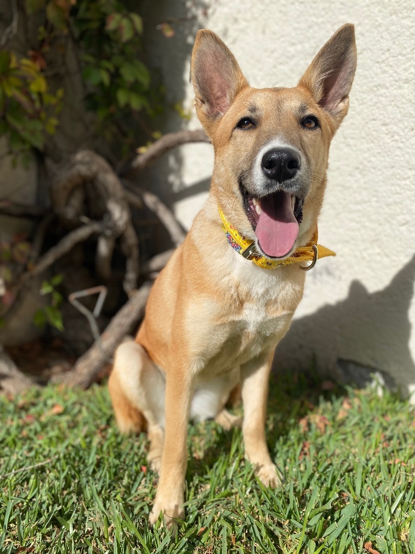 Bombon , Adoptable, Puppy Female German Shepherd Dog & Mixed Breed.