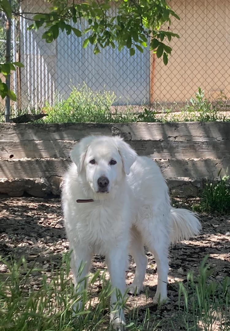 ELLA, a Adoptable Great Pyrenees in San Bernardino, CA image 1/2